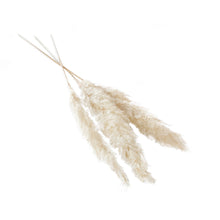 Load image into Gallery viewer, Dried Pampas Grass - White Fluffy 47"H